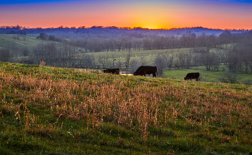 View of sheep on field