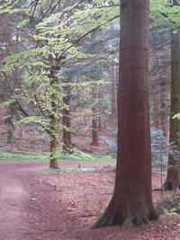 Trees in forest