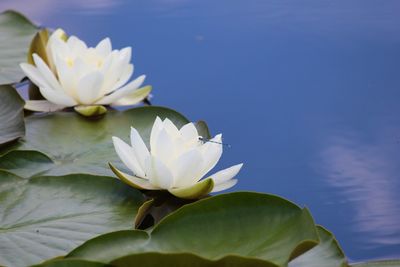 Close-up of white flowers blooming outdoors