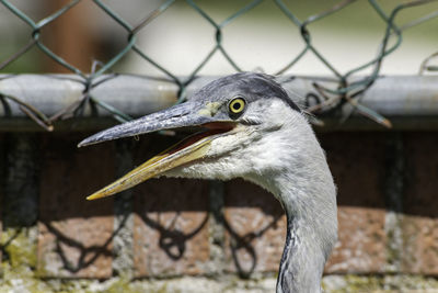 Close-up of a bird