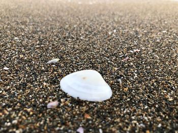 Close-up of shells on sand