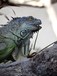 Close-up of lizard on rock