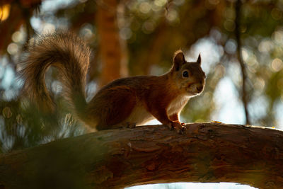 Squirrel on a tree