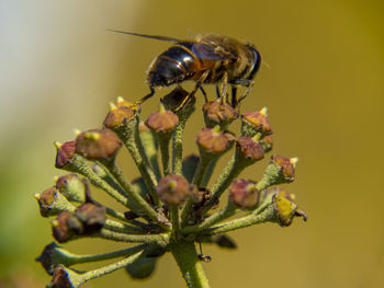 Close-up of insect on flower