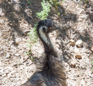 Close-up of bird on field