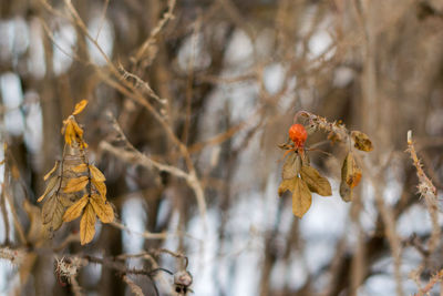 Close-up of branch