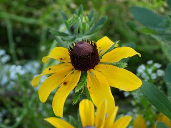 Close-up of yellow flower