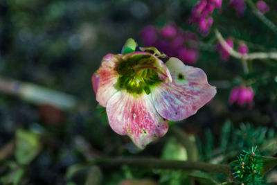 Close-up of pink flower blooming outdoors