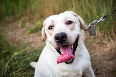 Close-up of dog