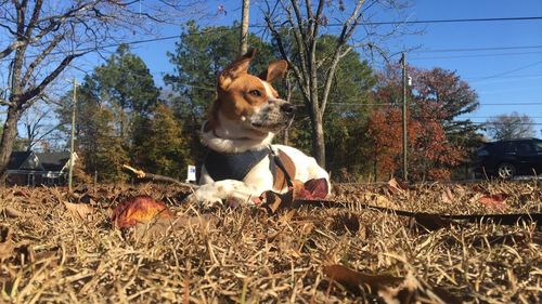 Low angle view of dog against trees