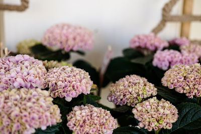 Close-up of pink flowering plants