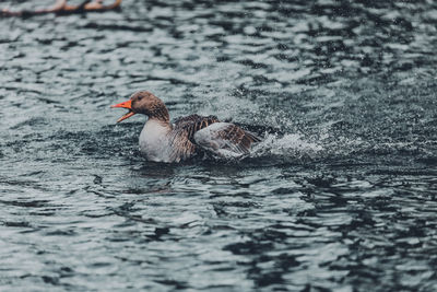 Duck swimming in lake