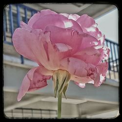 Close-up of pink rose