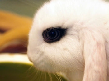 Close-up of white bird