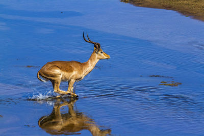 High angle view of impala jumping in lake