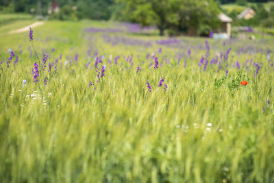 Purple flowering plants on field