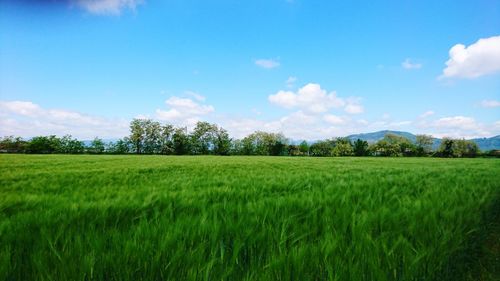 Scenic view of agricultural field against sky