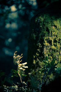 Close-up of plant