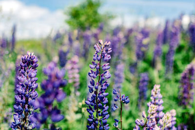 Close-up of purple flowering plants on field