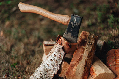 Wooden log on tree stump in forest