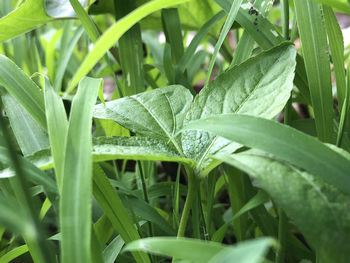 Close-up of wet plant on field