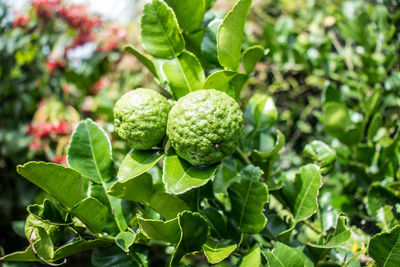 Close-up of limes growing on plant