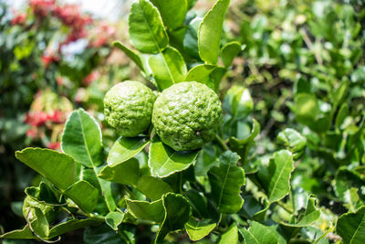 Close-up of berries growing on plant