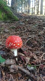 Close-up of mushroom growing in forest
