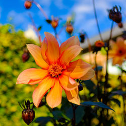 Close-up of yellow flowering plant