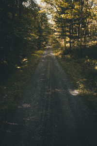 Road amidst trees in forest