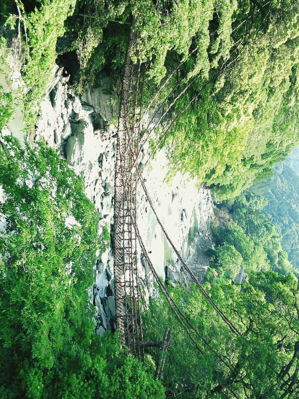 HIGH ANGLE VIEW OF PLANTS GROWING ON RIVER IN FOREST