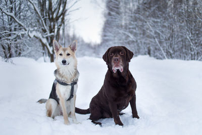 Portrait of dogs sitting on snow