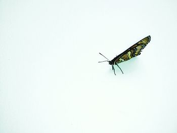 Close-up of insect over white background