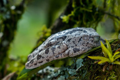 Close-up of mushroom