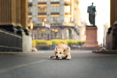 Dog lying down on street