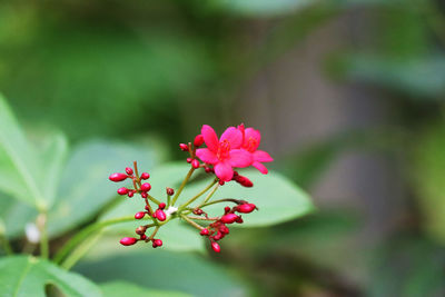 Close-up of pink flowering plant