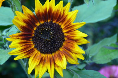 Close-up of fresh sunflower blooming outdoors