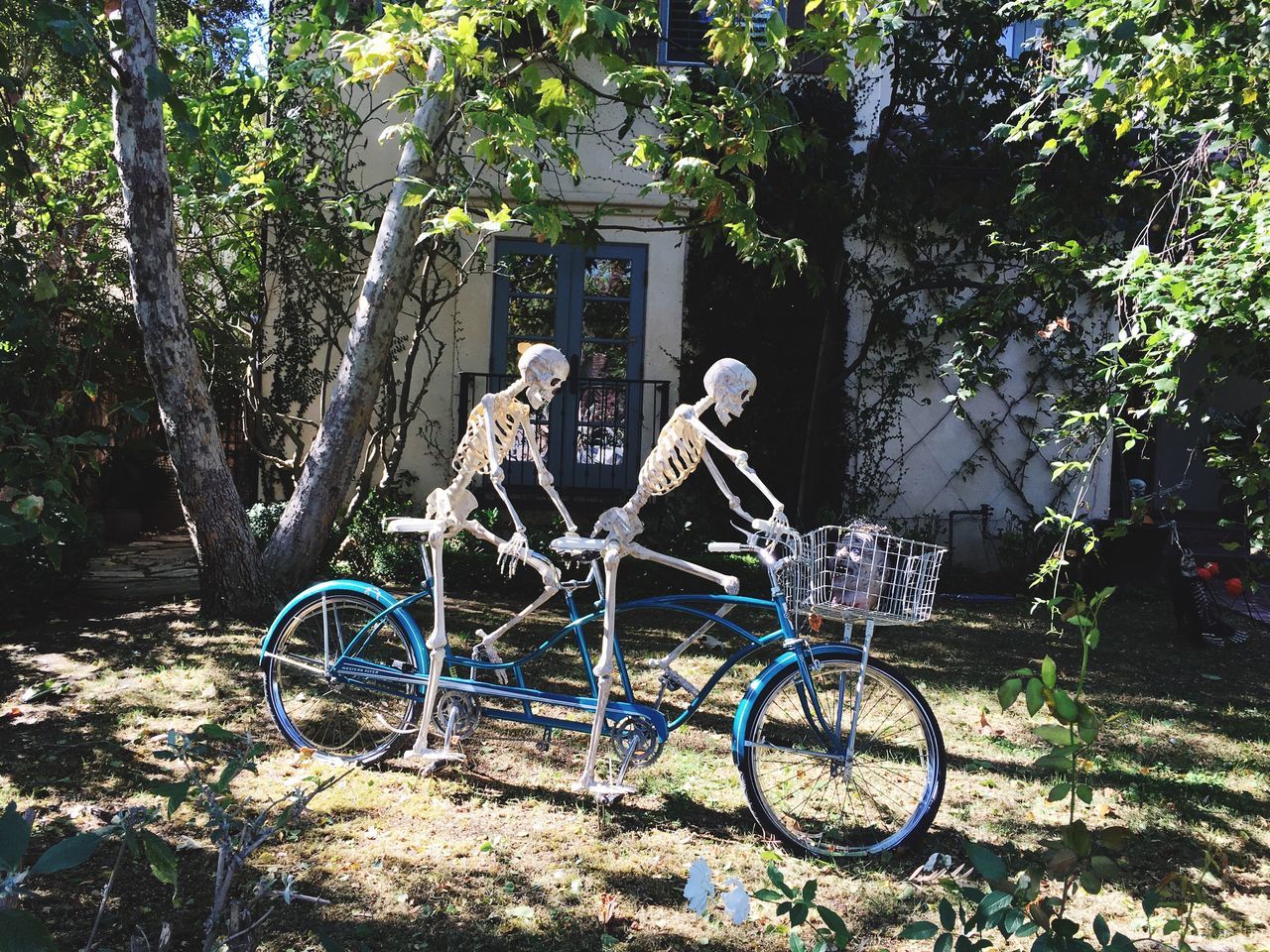 tree, bicycle, mode of transport, transportation, land vehicle, stationary, building exterior, plant, outdoors, growth, parked, day, parking, built structure, abandoned, nature, no people, architecture, branch, house