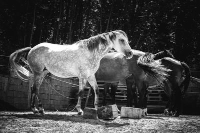 horse