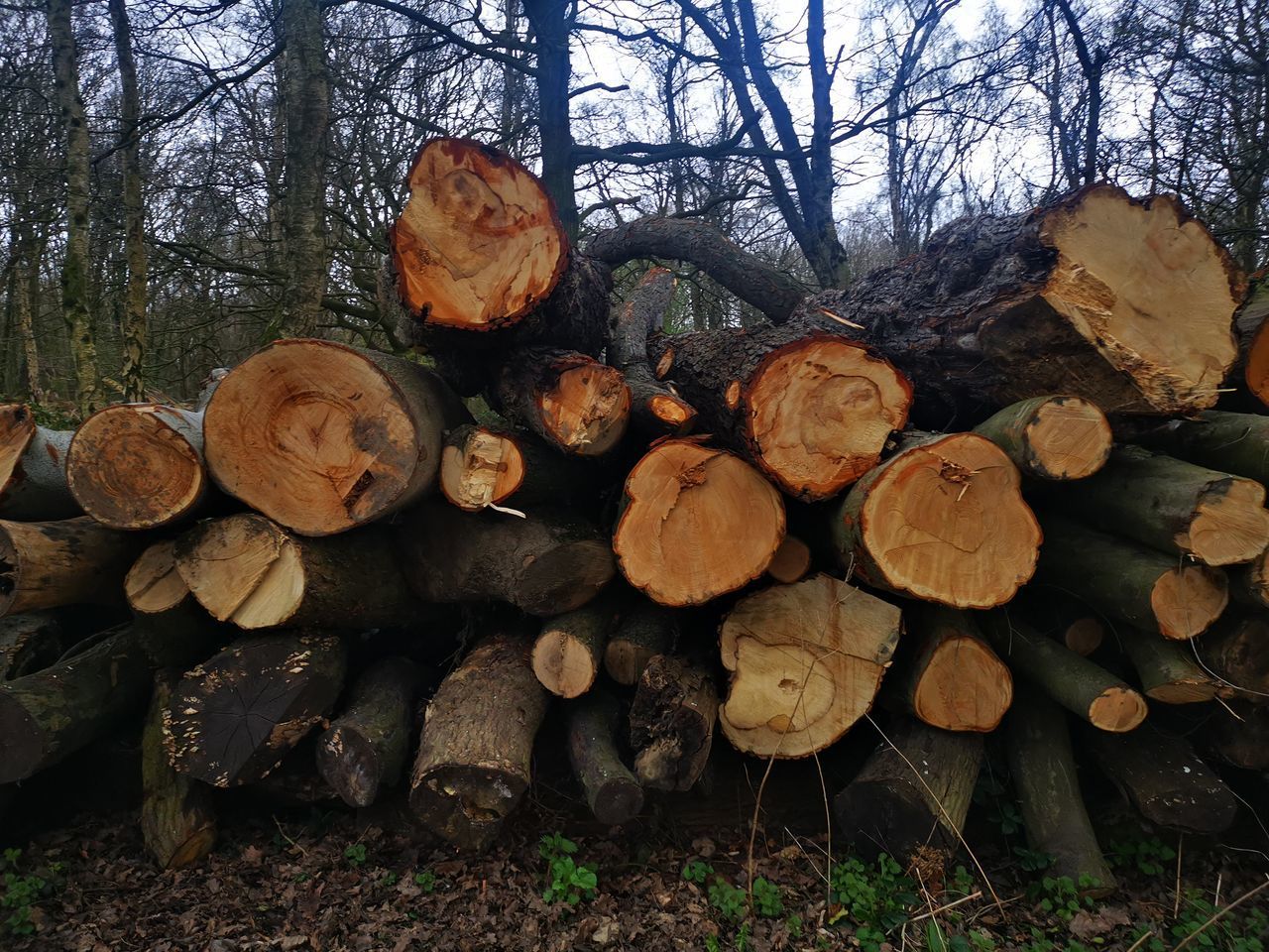 STACK OF LOGS ON FIELD