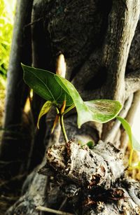 Close-up of plant growing on tree trunk