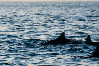 View of dolphins swimming in sea