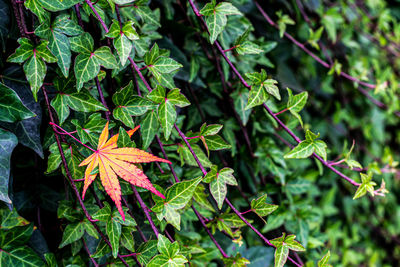 Close-up of fresh green leaves on plant