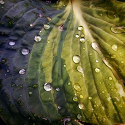 Full frame shot of wet leaf