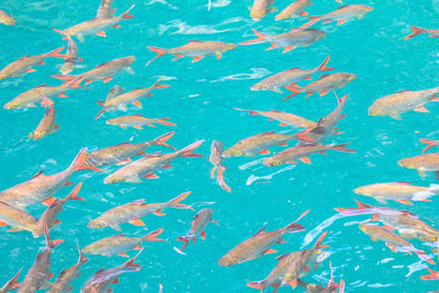 High angle view of fishes swimming in sea