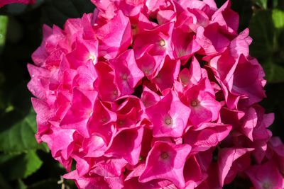 Close-up of pink roses