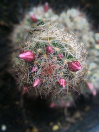Close-up of pink cactus