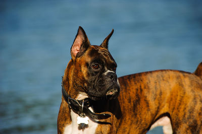 Close-up of dog looking away against lake