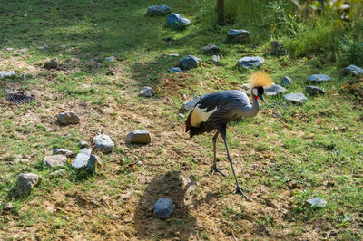 High angle view of duck on field