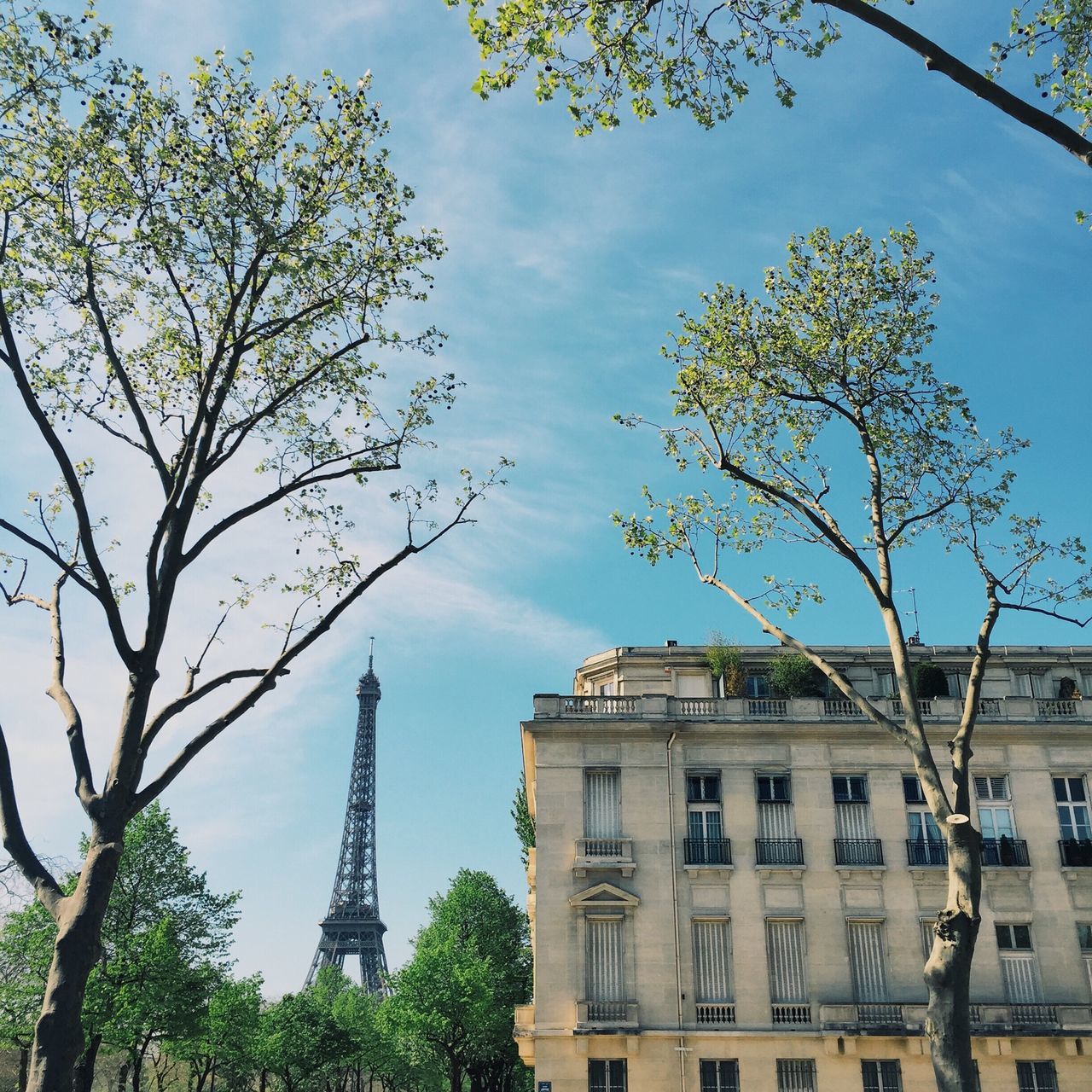 tree, building exterior, architecture, low angle view, built structure, branch, sky, city, bare tree, building, growth, residential building, day, outdoors, no people, tall - high, residential structure, tree trunk, tower, sunlight